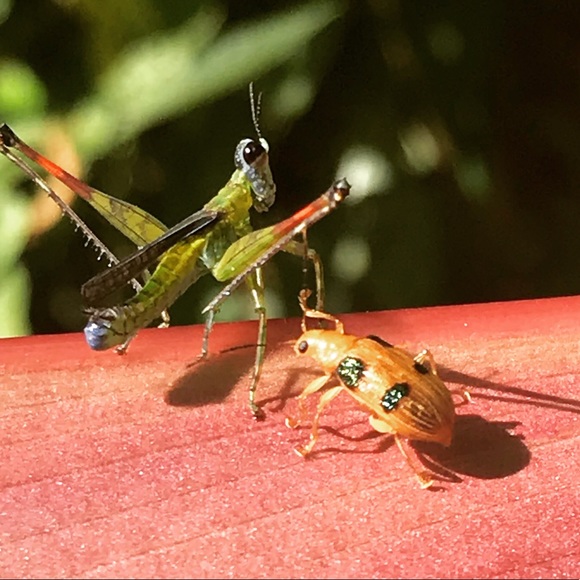 Meet your Posher, L - Picture 1 of 1